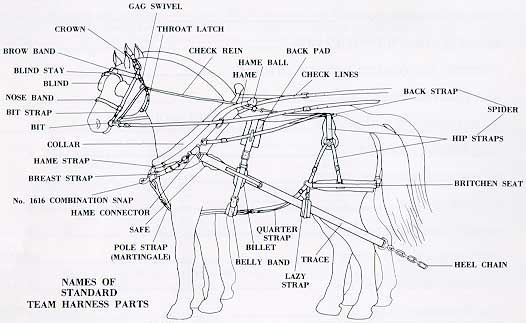 Standard Team Harness